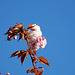 cerisier japonnais