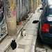 Athens 2020 – Cats