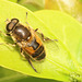 IMG 1765Hoverfly