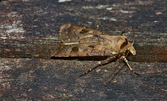 Moth IMG_1775