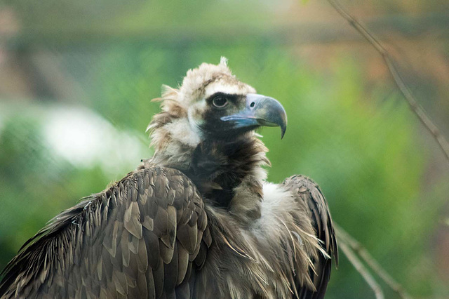European vulture (1)
