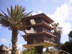 Fan tail pigeons (Columba livia).