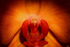 Coeur d'orchidée DxO  1080