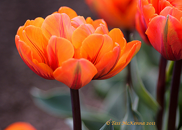 Tulip Orange Princess  153 copy