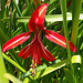 jacobean lily