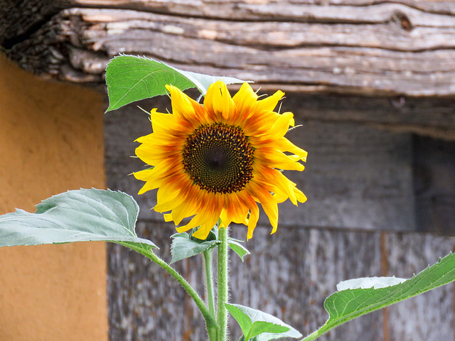 Always love a Sunflower