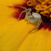 Crab Spider on Coreopsis Flower (+PiPs)