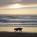 Entre  chien et loup à la nuit tombée sur Ocean Beach(SF-CA)