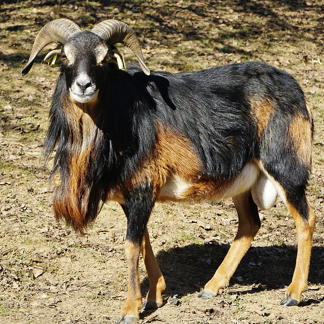 Ein prächtiger Widder vom Kamerunschaf - A magnificent Cameroon sheep ram