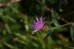 Common Knapweed (Centaurea nigra)