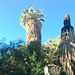 Coachella Valley Preserve (0002)