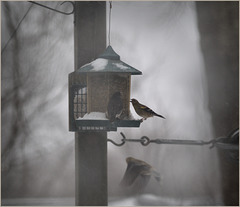 Goldfinches and junco