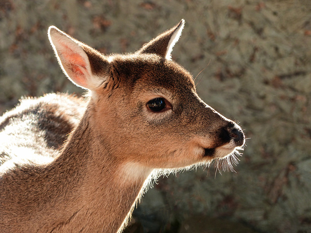 Back-lit White-tailed Deer
