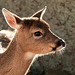 Back-lit White-tailed Deer