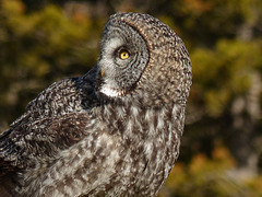 Great Gray Owl - from the archives