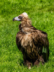 European vulture (3)