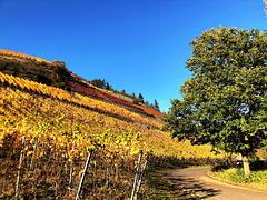Herbstliche Weinberge bei Marienthal