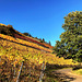 Herbstliche Weinberge bei Marienthal