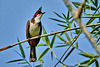 Red-Whiskered Bulbul - Pycnonotus jocosus