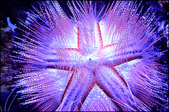starfish - wakiki aquarium
