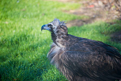 European vulture.
