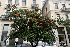 Athens 2020 – Oranges