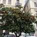 Athens 2020 – Oranges