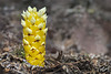 Fringed Pinesap or Vancouver Groundcone at Honeyman State Park! (+7 insets)