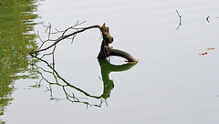 A reflective tree branch