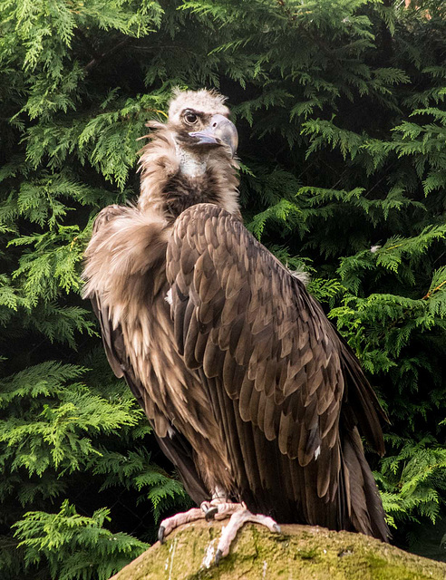 European vulture