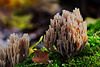 Korallen im herbstlichen Wald - Corals in the autumnal forest