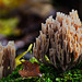 Korallen im herbstlichen Wald - Corals in the autumnal forest