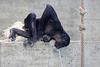 Mühsam erfrischt sich der Bonobo (Wilhelma)