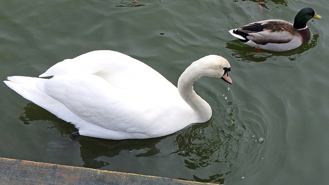 A dribbling Swan
