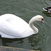 A dribbling Swan