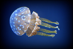 jellyfish - wakiki aquarium