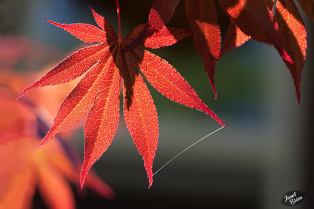 223/366: Japanese Maple Leaf and Spider Web