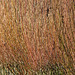 Pollarded willows