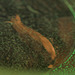 la truite de choux vert