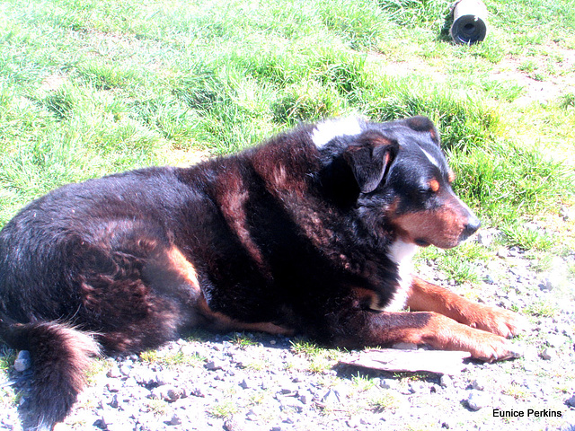 Old Dog Resting.