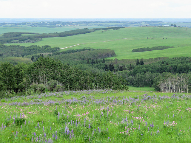 Wildflower meadow, Alberta foothills