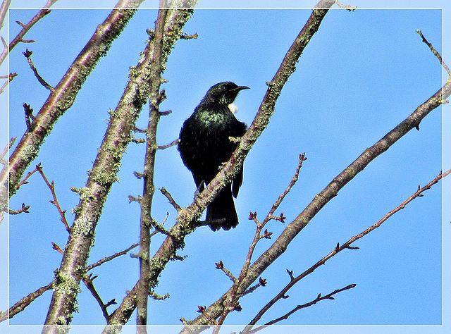 Tui in a Tree.