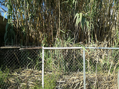 Required to jump the fence to reach the cane field