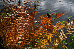 Autumn Ferns