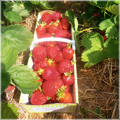 Frische Erdbeeren!