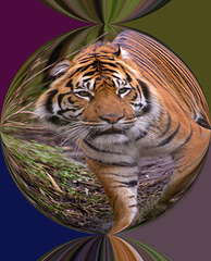 Filtered version,,tiger exercise..
