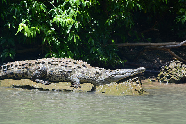 Mexico, Adult Alligator in the Canyon of Sumidero