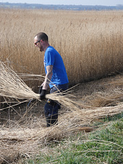 Cutting Reeds