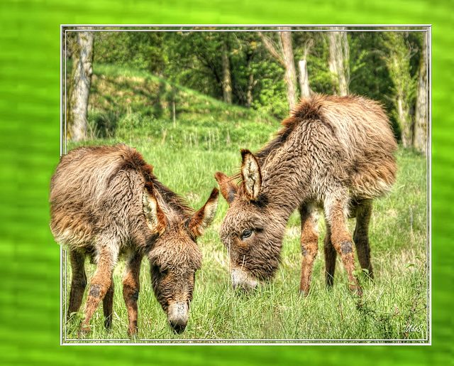 Schöne Eselei... Beautiful donkeys... ©UdoSm