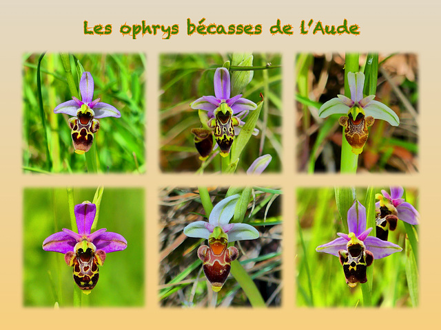 Les ophrys bécasses